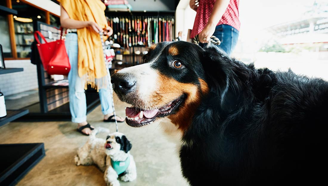 dogs stand in a store with their owners