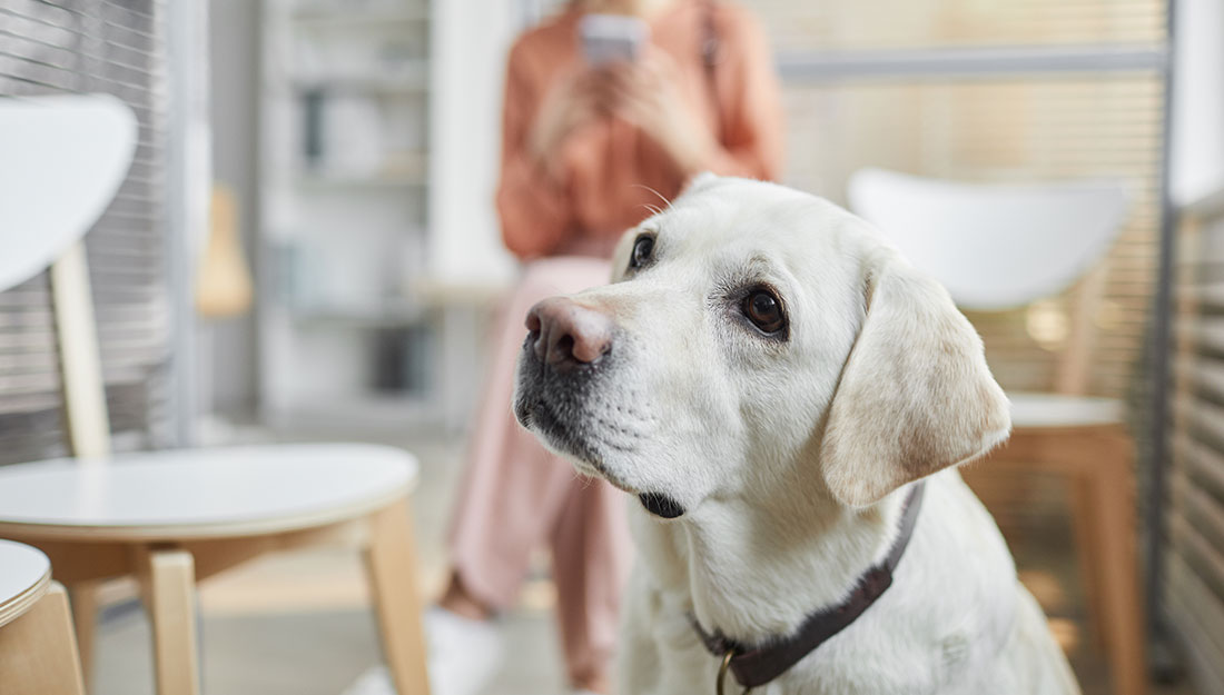 a dog in a shop looks curiously up at its owner