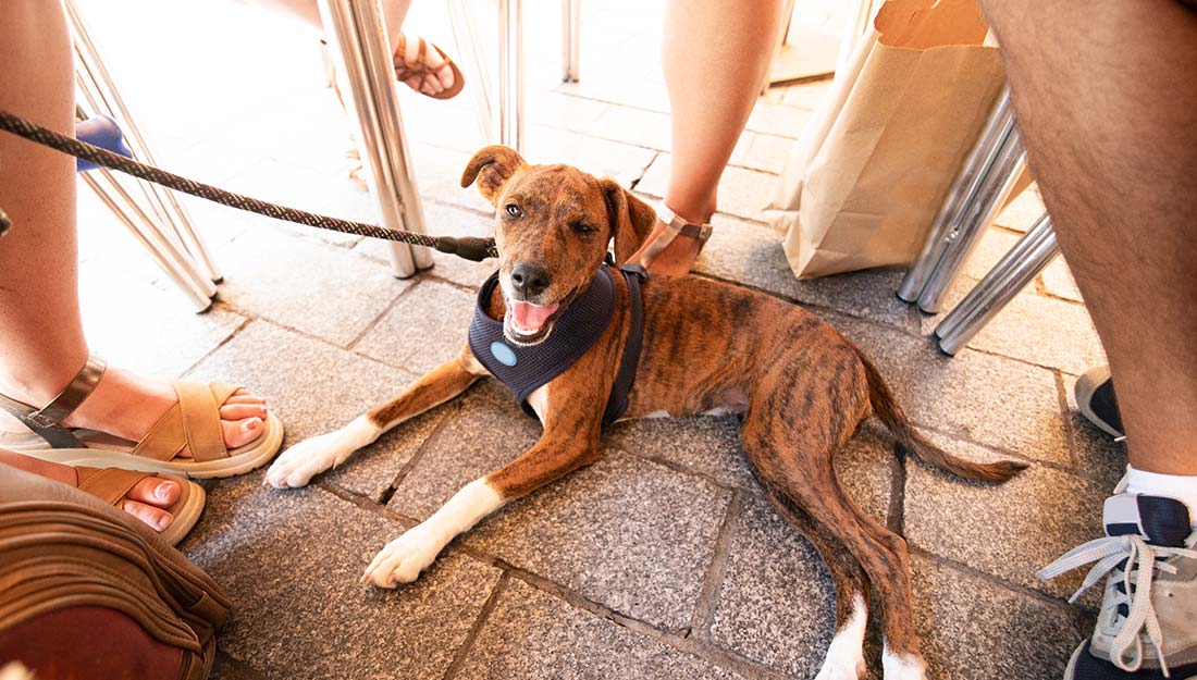 A brown dog on a leash lounges comfortably under a table at a cafe