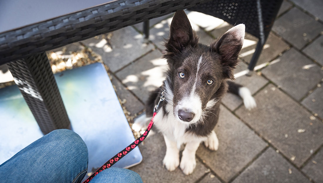 A black and white dog on a leash sits on the ground and looks up at its owner.