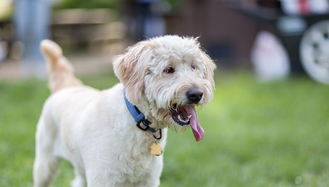 A happy white dog outside playing on the grass.