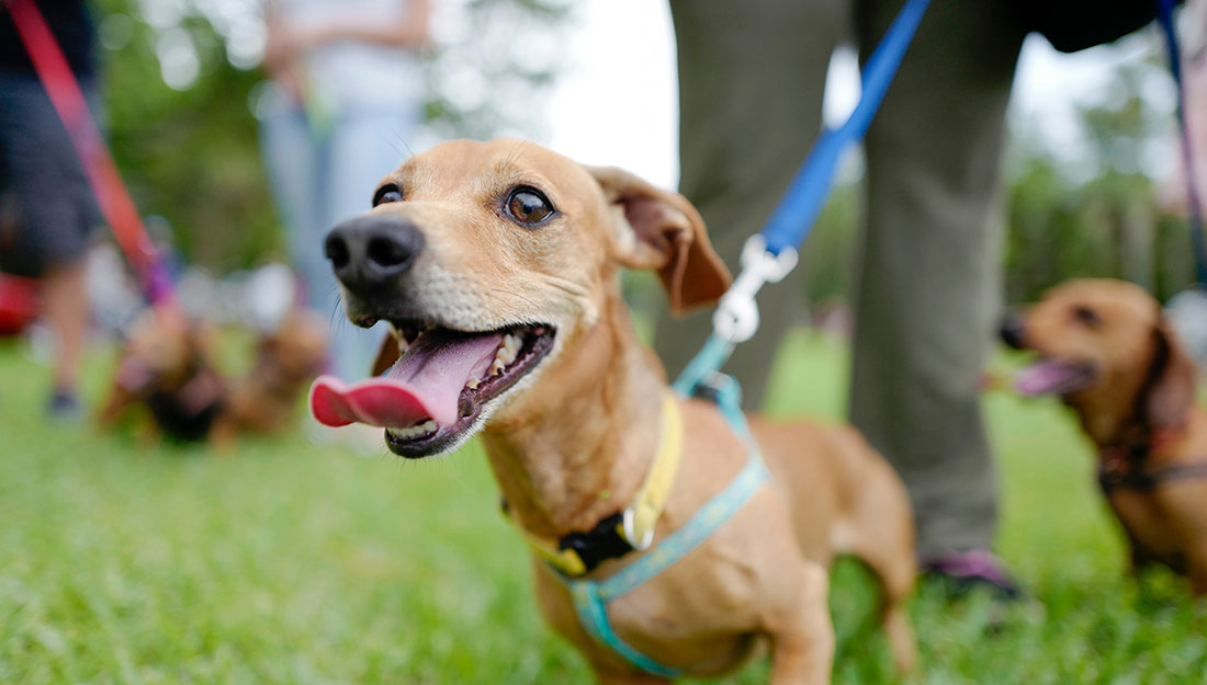 A happy dog on a leash in a park.