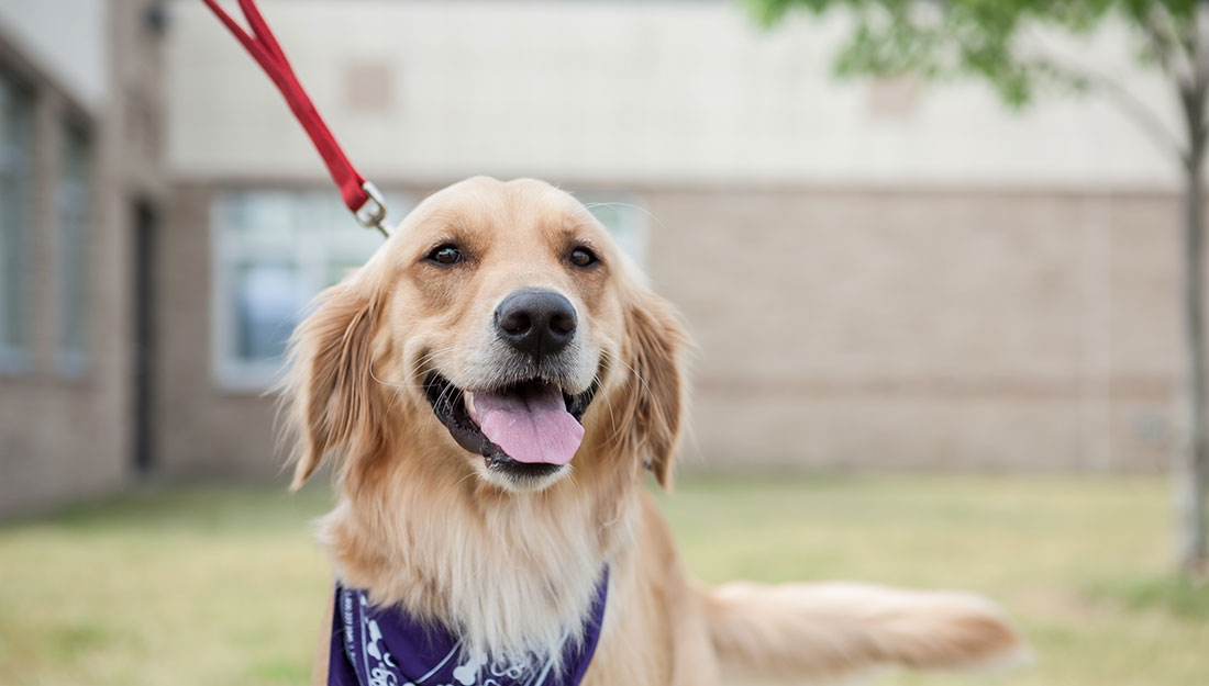 A golden retriever wearing a blue bandana sits in a yard.