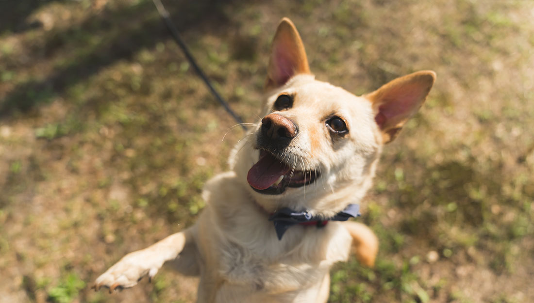 A cute tan dog stands up for attention. The dog is on a leash.