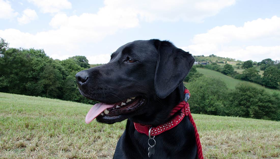 A calm black dog chills out on the grass.