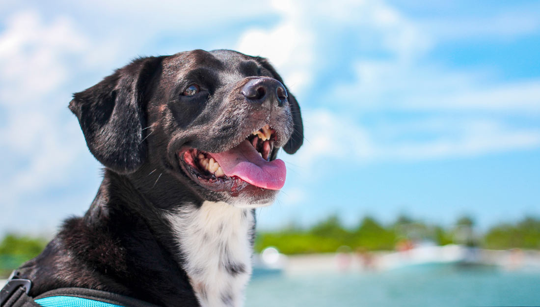 A happy black and white dog sits outside on a sunny day.