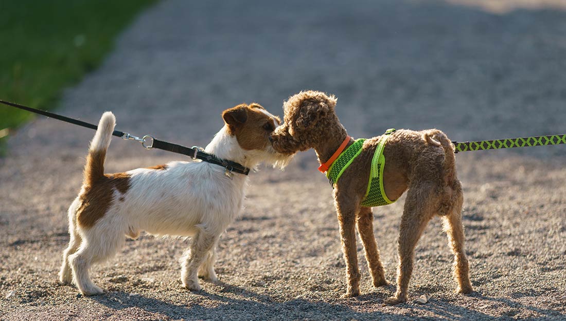 Two small dogs on leashes meet on a path and sniff each other's noses.