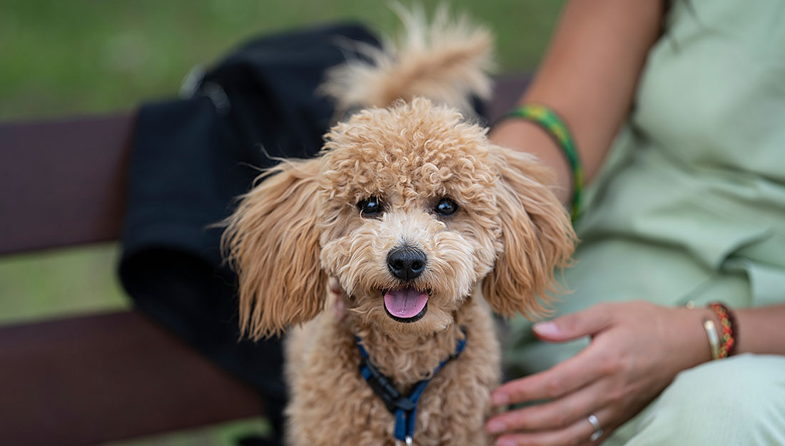 A fluffy brown dog sits with its owner on a bench and smiles at the camera.