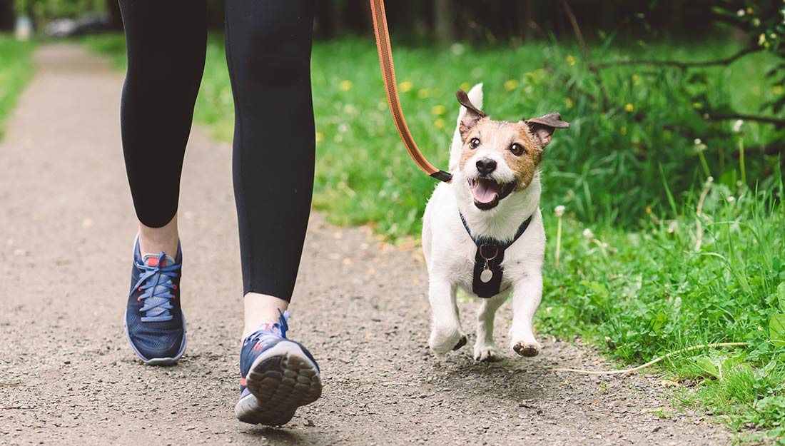 A happy dog walks on a leash next to a person.