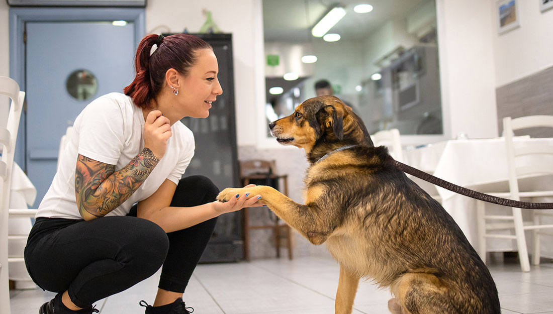 A person in a business shakes hands with a visiting dog.
