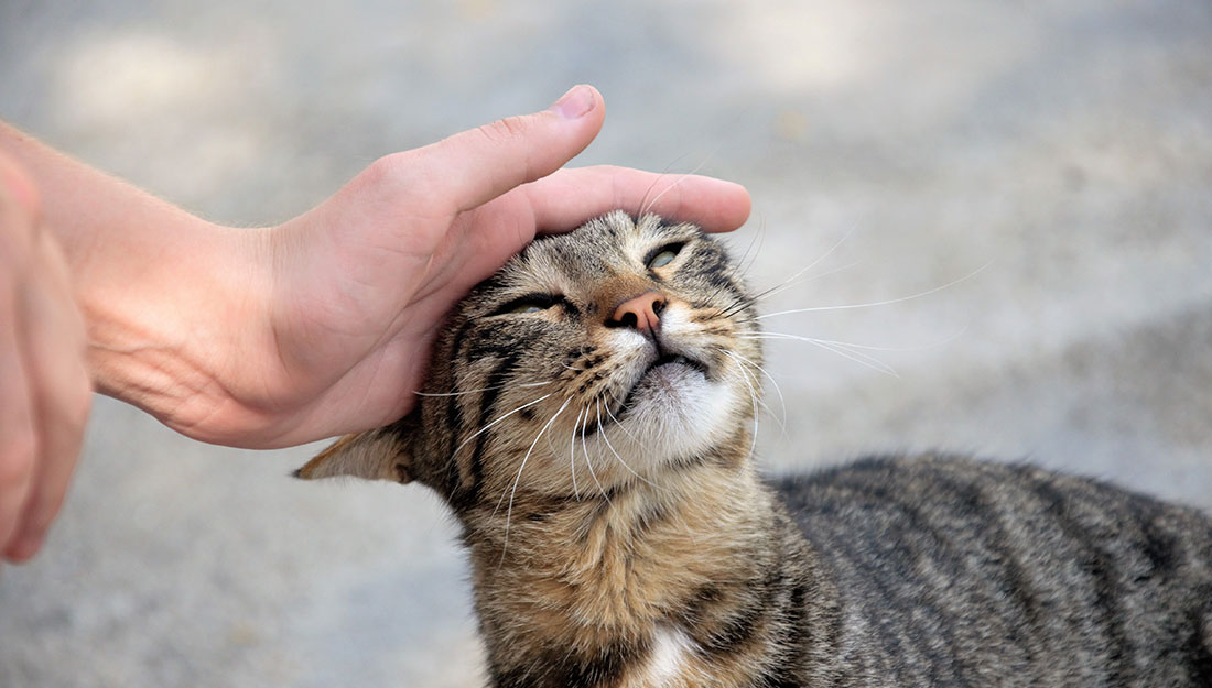 A person pets a cat outside...