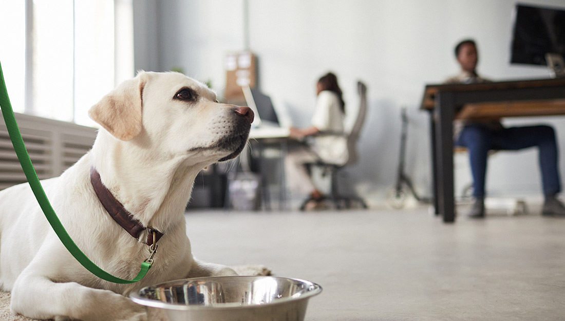 A white dog on a green leash sits in an office.