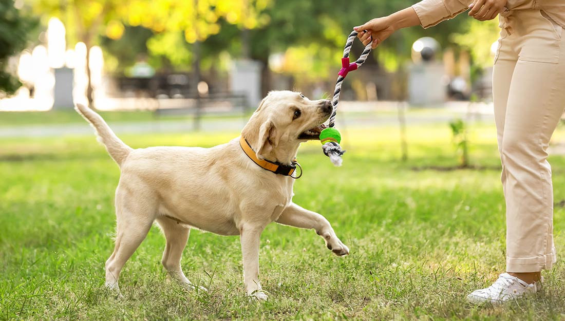 A person plays with a dog outside using a chew toy.