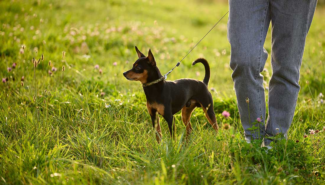 A person walks a dog on a leash in a grassy field.
