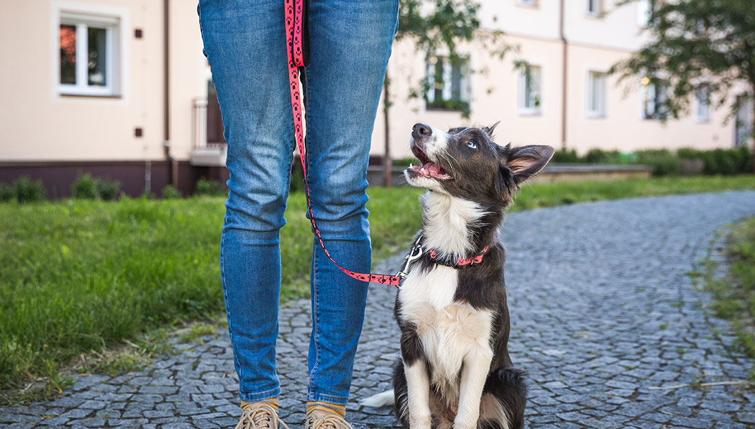 A black-and-white dog on a leash sits looking up at its pet parent.