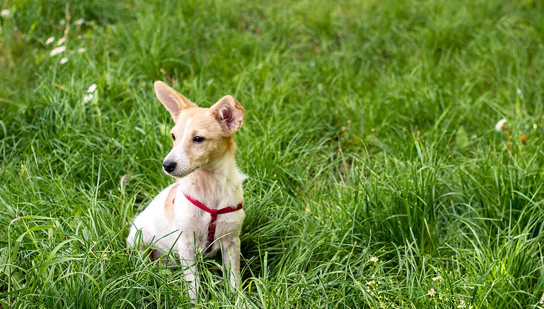 An adorable small tan dog sits in the grass wearing a red harness