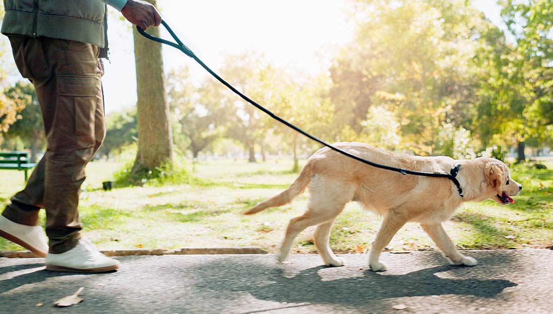 A pet parent takes their dog for a walk with a leash.