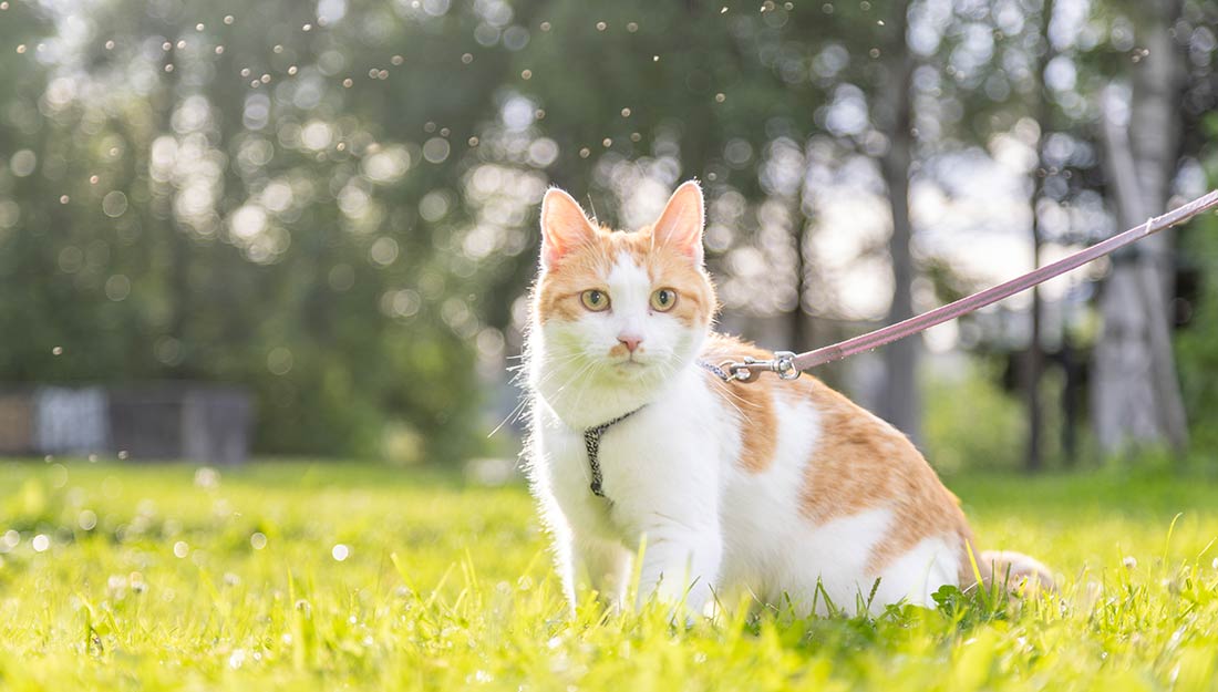 An orange and white cat on a leash sits in the grass.