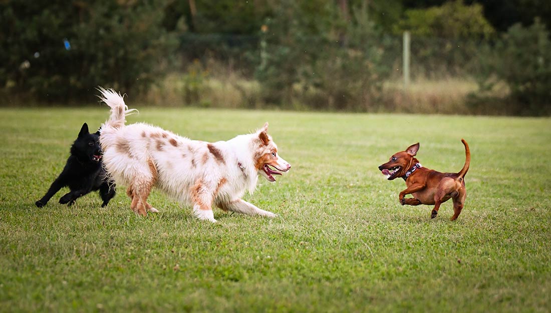 Three dogs play together at a dog park.