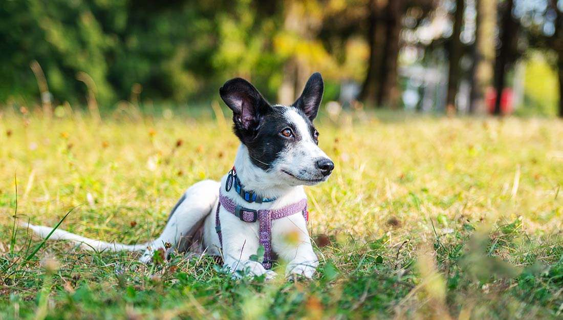 A black and white dog sits in the grass wearing a purple harness and blue collar.