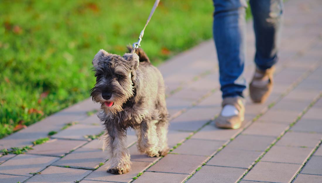 A grey dog walks on a leash with its owner.