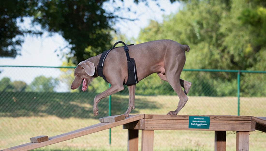 A dog walks on agility equipment at a dog park. Photo credit: Pauls Valley city website: https://www.paulsvalley.com/dog-park