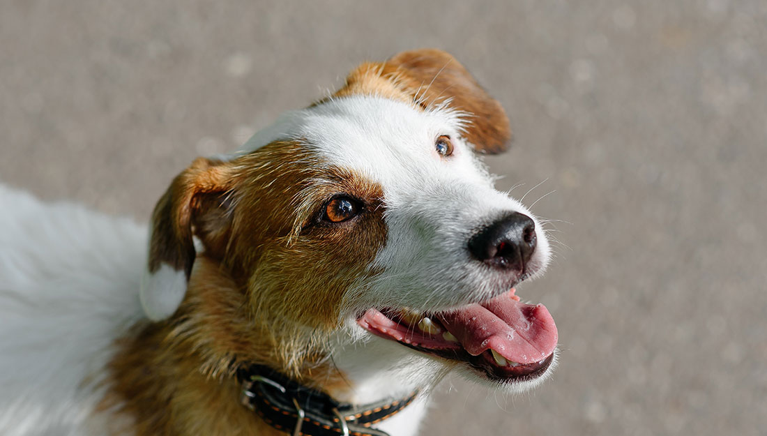 A happy dog smiles up at the camera.