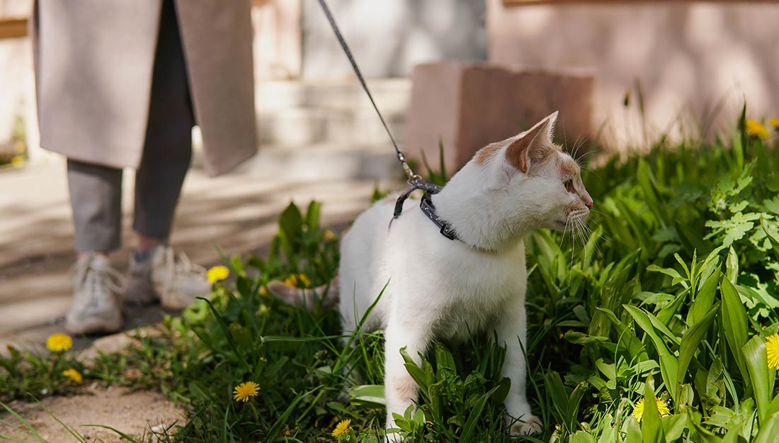 A cat on a leash stands outside with its owner.