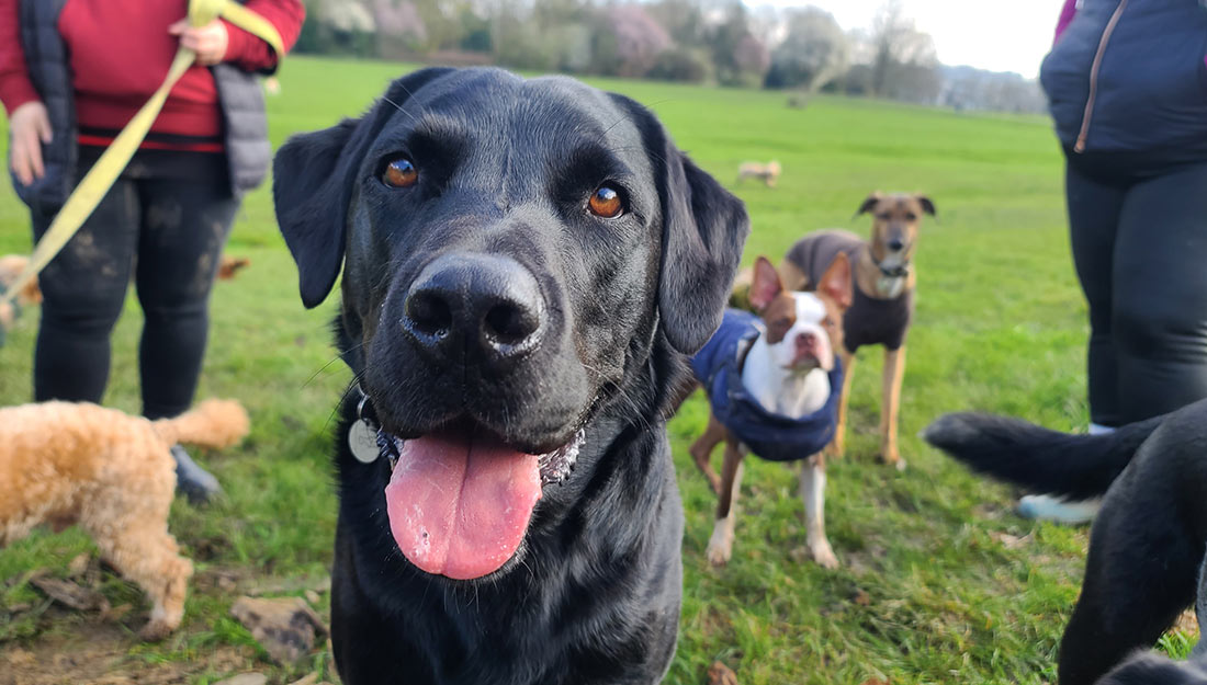 Dogs gather in the park with their owners.