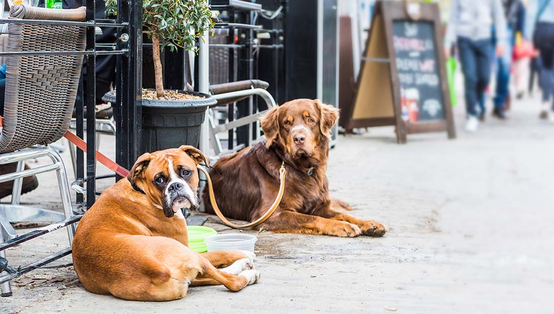 Two dogs on leashes sit next to their owners at a sidewalk cafe.