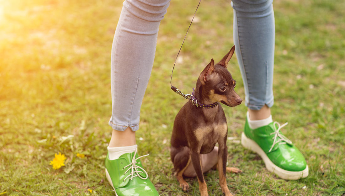 A dog on a leash sits by its owners feet outside.