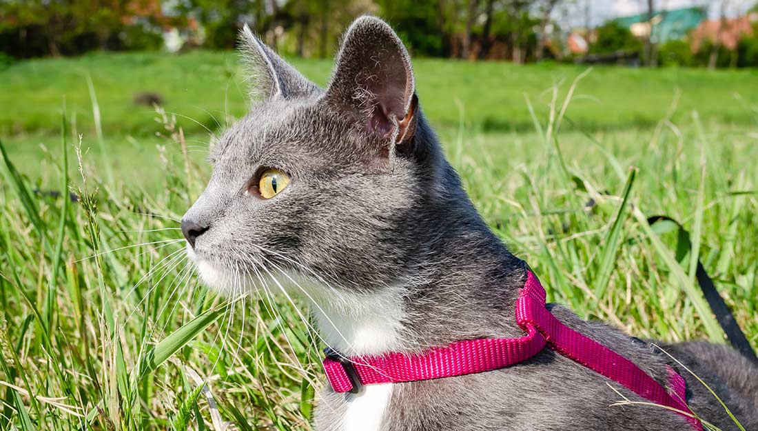 A cat wearing a harness sits in the grass.