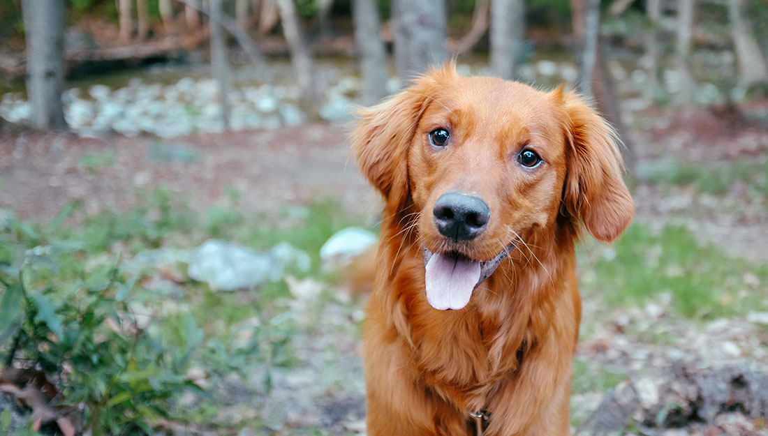 A pretty red-haired dog smiles at the camera while out on a walk.