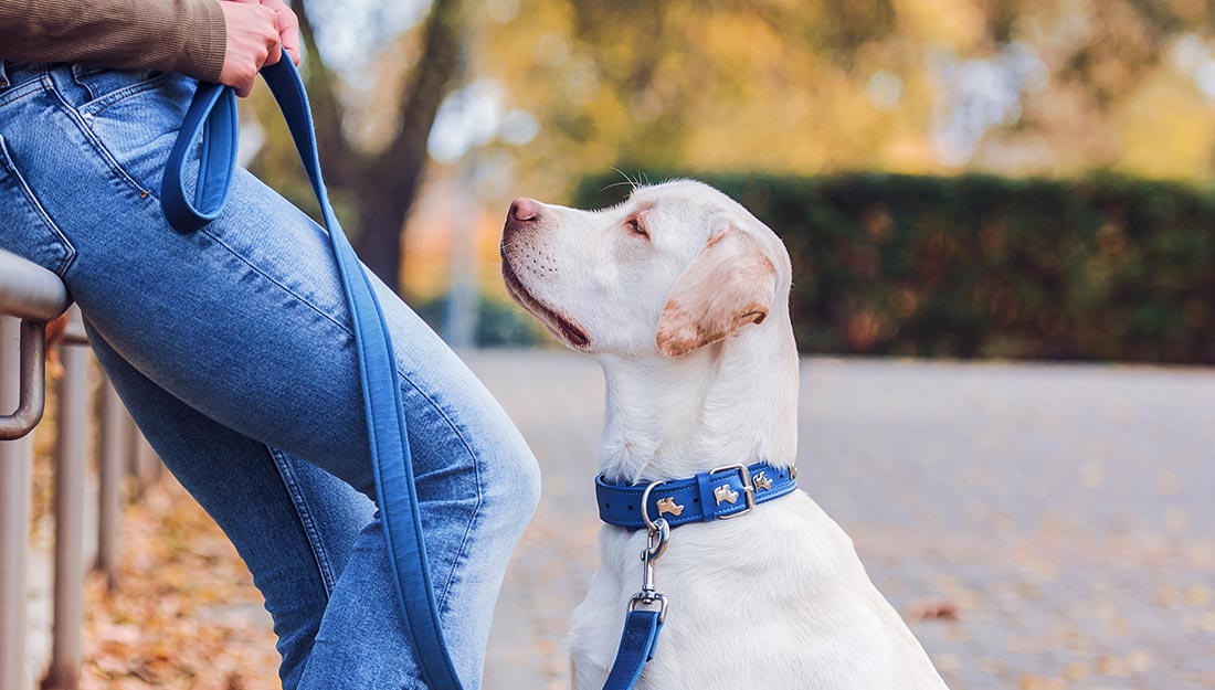 A pretty white dog in a blue collar sits looking lovingly up at its owner who leans on a railing.