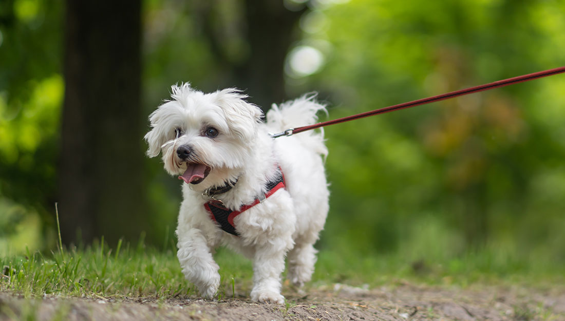 A fluffy white dog in a red harness walks happily on a trail.