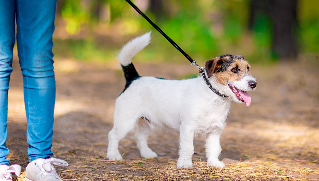 A happy white and brown dog stands on a leash outside with its owner.