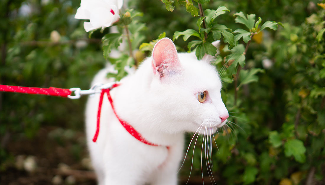 A pretty white cat stands outside wearing a bright red collar and leash.