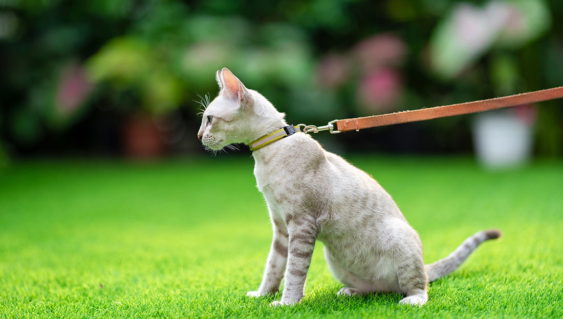 A cute grey cat on a leash sits on the grass.