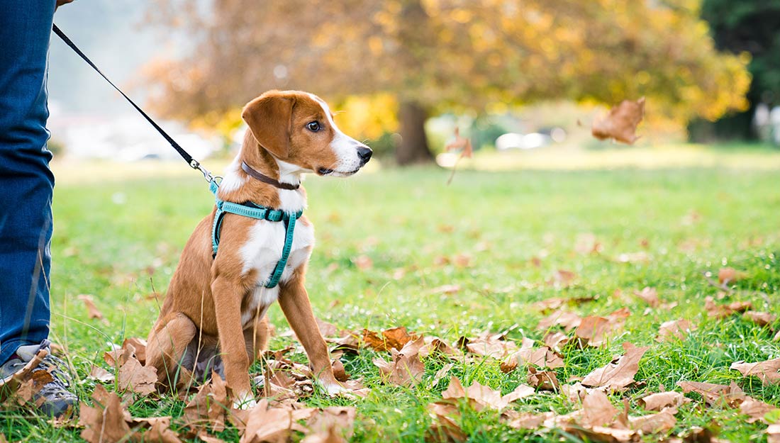 A brown and white dog sits in the park staring at falling leaves.