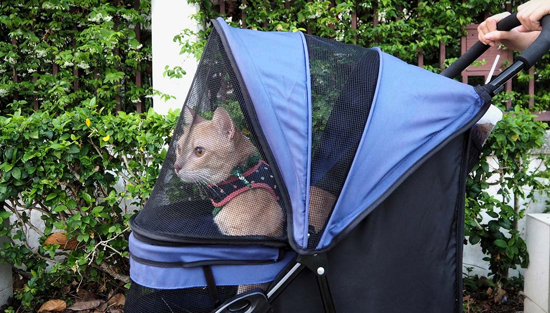 An orange cat enjoys a walk with its owner from inside its stroller.