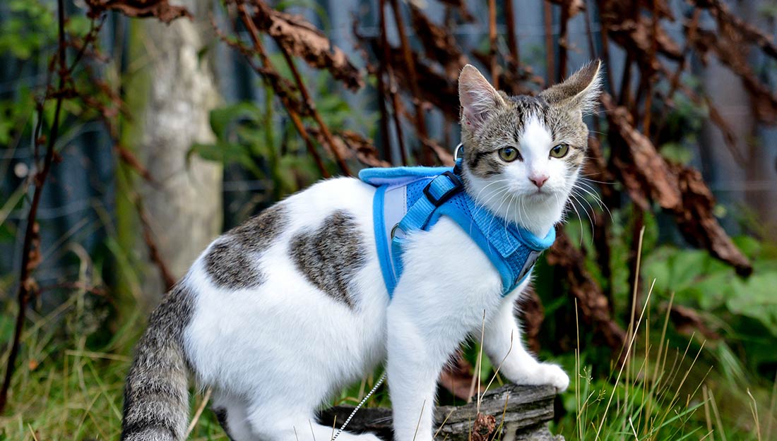A cat in a blue harness happily climbs on a log while out on a walk.