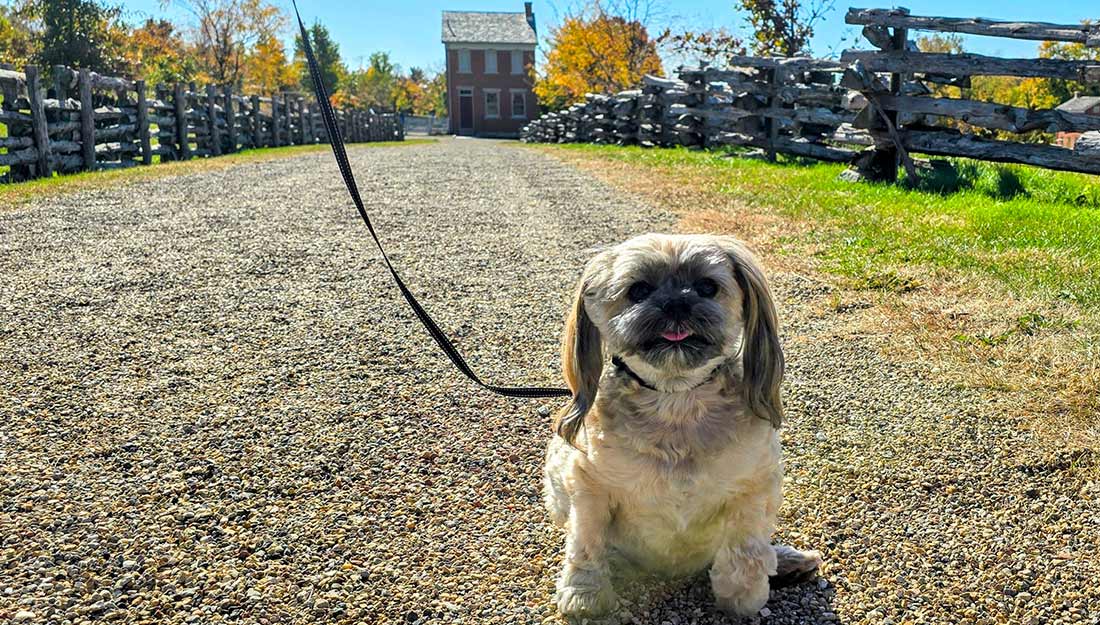 A cute dog sits on a leash in the historic district of Nauvoo, IL