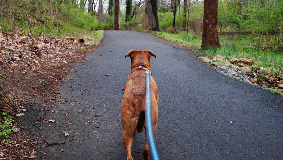 A dog on a leash walking happily along a trail.