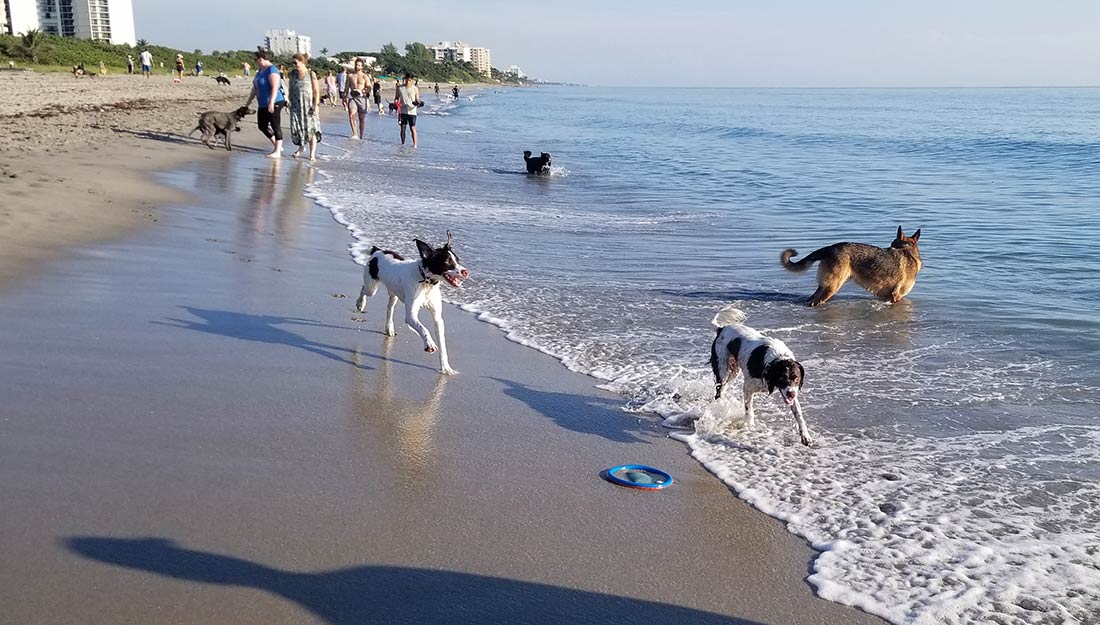 Dogs play in the water at Bark Beach at Spanish River Park in Boca Raton