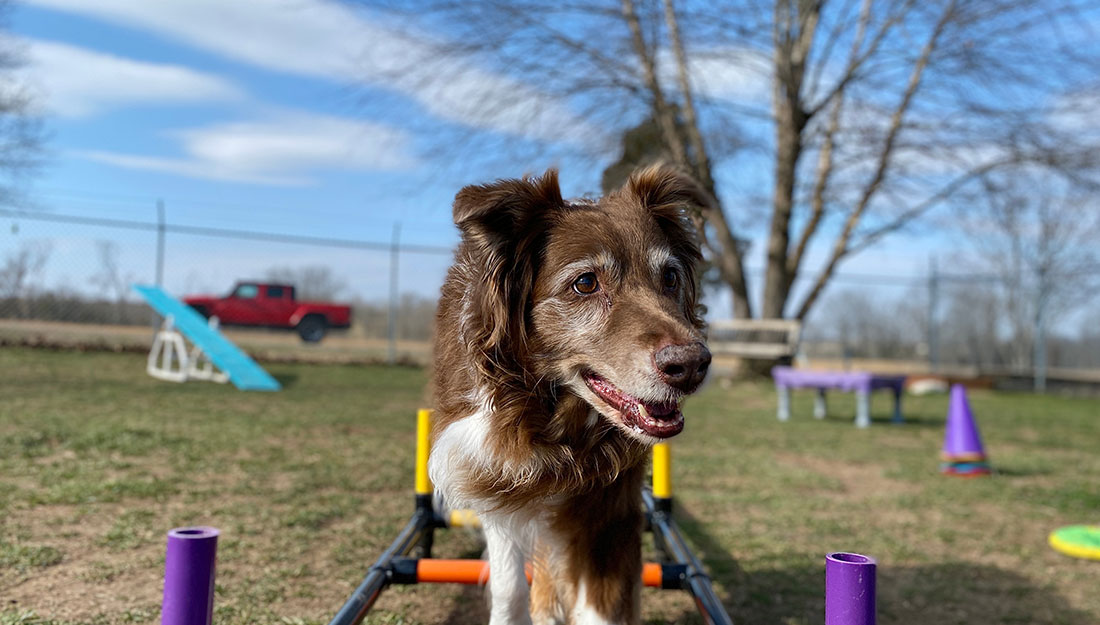 A happy dog plays on agility equipment in a fenced-in dog park.