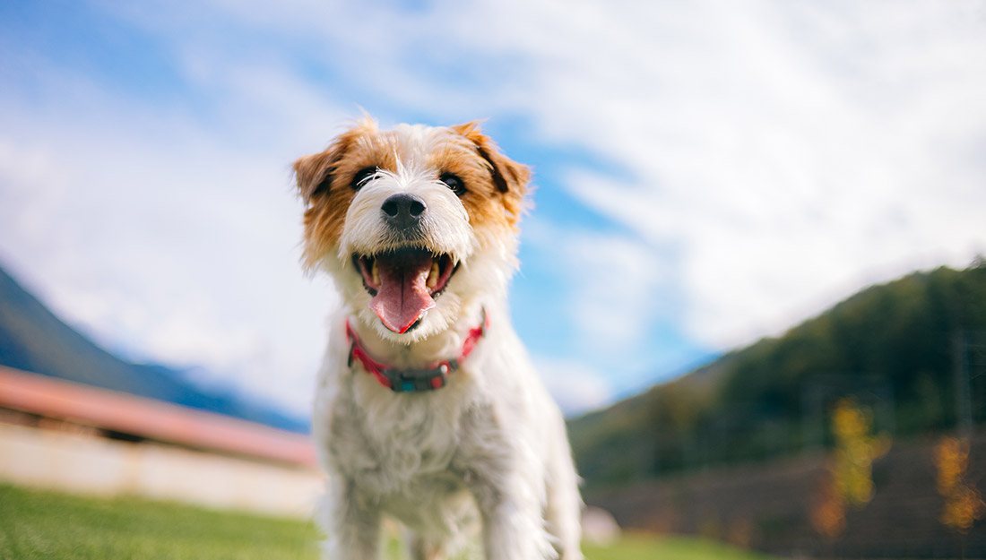 A happy dog at a park smiles for the camera.