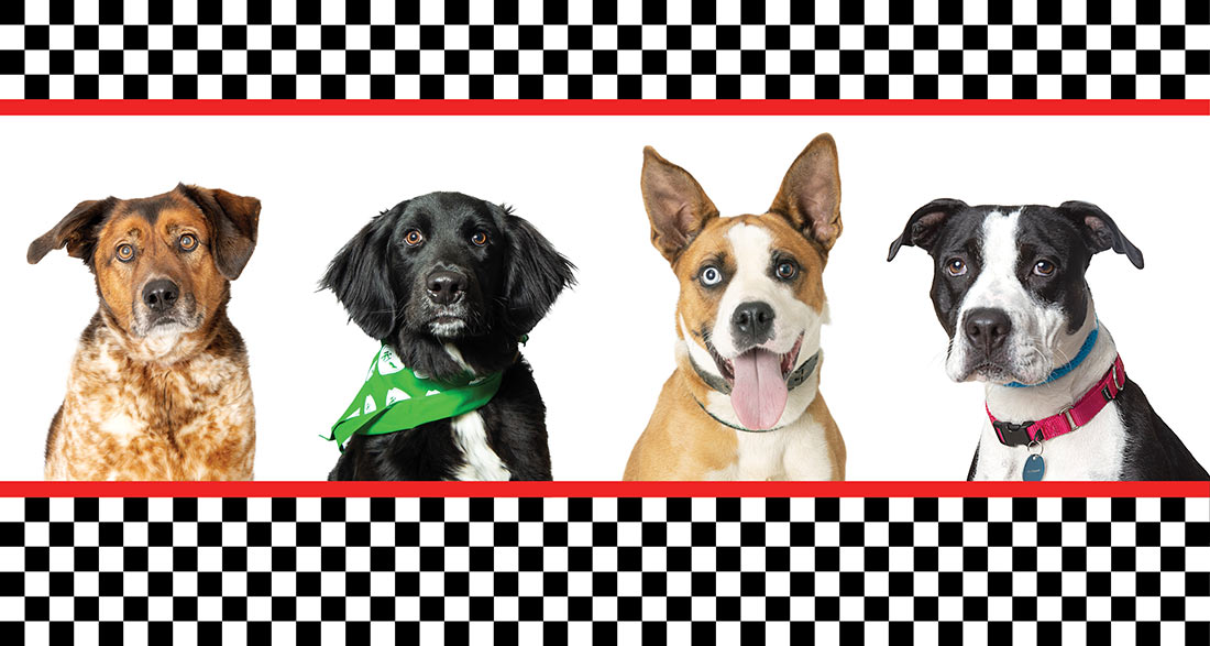 Four adoptable dogs