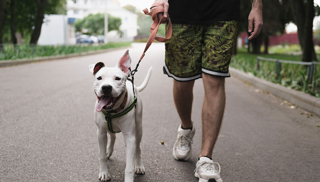 A person on a walk with their dog