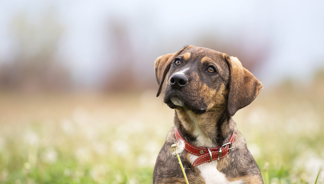 Happy dog in a field