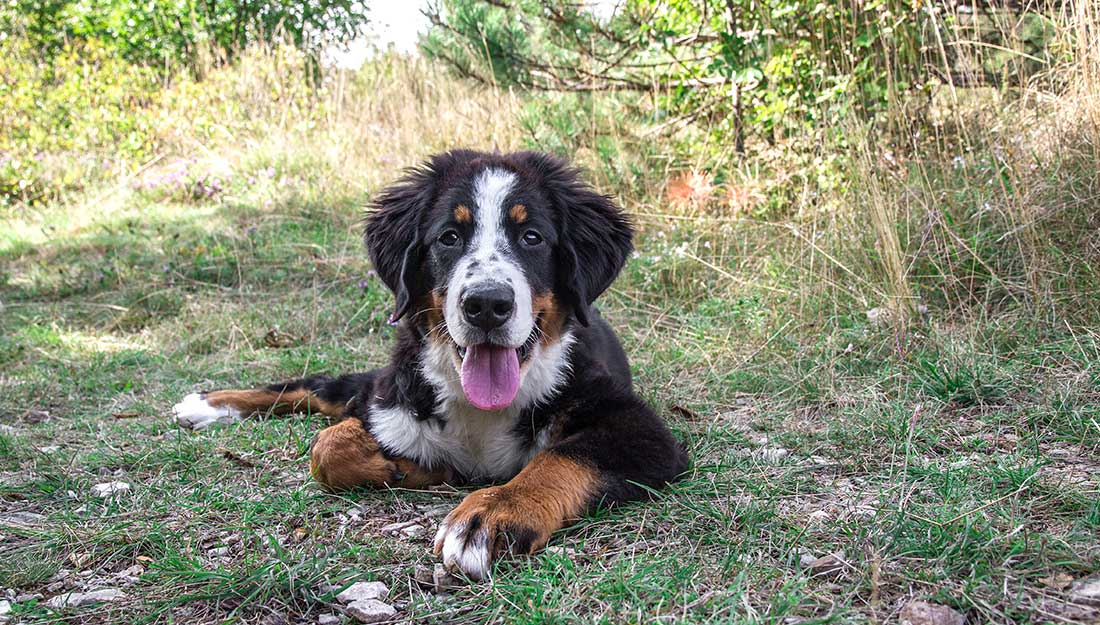 happy dog lying on the grass